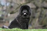 CHOW CHOW 763